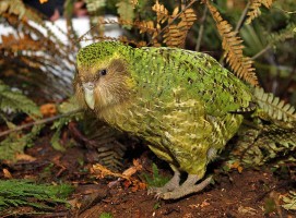 Kakapo