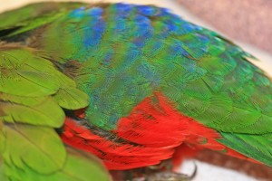 King Parrot