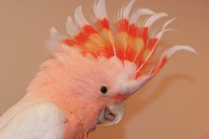 Leadbeater Cockatoo