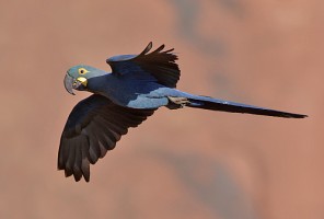 Lear's macaw