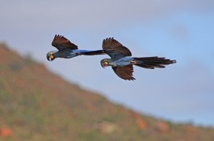 Lear's macaws
