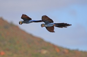 Wing Clipping The Parrot Society Uk