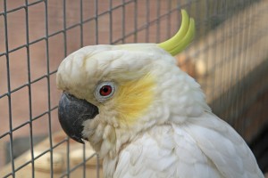 Sulphur-crested Cockatoo hen