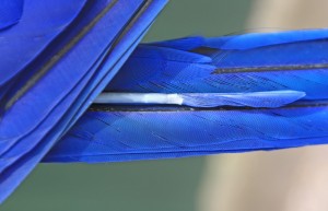 Macaw tail