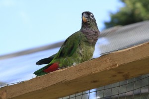 Maximilian Pionus parrot showing red under-tail feathers. Picture taken at Desford Bird Gardens, Leics.