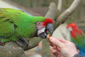 Military Macaw