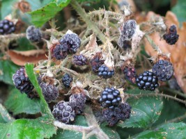 Mouldy blackberries