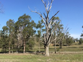 Dead tree