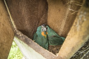 chicks in box