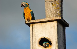 parent encouraging chick