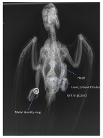 Normal radiographie