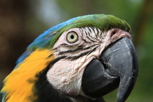 Old Blue&Gold Macaw