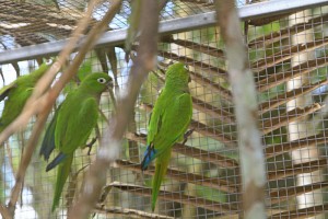 Olive-throated Conures