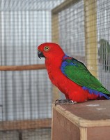 Adult cock Buru King Parakeet