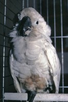 Umbrella Cockatoo