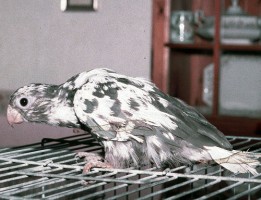 Especies con las plumas anormales pigmentadas que se ven como una característica de esta enfermedad