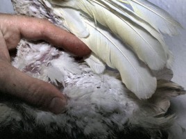 Des plumes de duvet en poudre chez un cacatoès