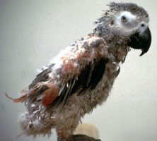 Species with the pigmented abnormal feathers seen as a feature of this disease