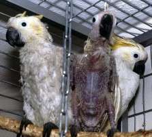 Three cockatoos with different levels of infection - left moderately affected, middle advanced progress, right clinically normal, but exposed to infection. Typical chronic feather abnormalities, but in this bird beak appears normal