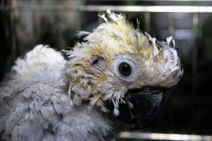 Típicas anomalías crónicas de las plumas, pero en esta ave el pico parece normal.