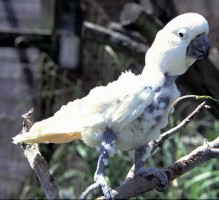 Plucked birds for comparison - head feathers complete and normal