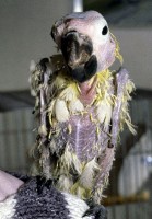 A very advanced chronic case (bird about 11 yrs old), with severe feather loss and abnormality, seriously damaged beak, and secondary skin infections