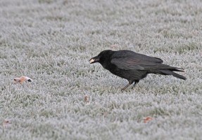 Birds need to eat more in cold weather conditions