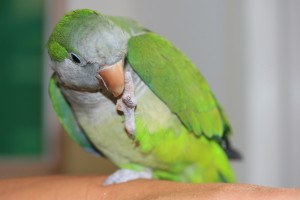 Quaker Parakeet