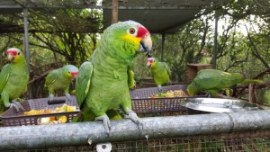 Red-lored Amazons