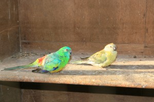 Red-rumped Parakeets