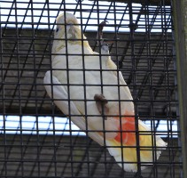 Red Vented Cockatoo