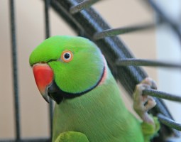 Ring-necked Parakeet