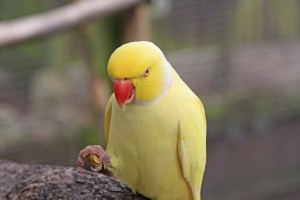 Lutino Ringneck