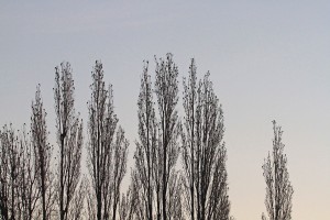 Poplars1