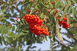 Rowan berries