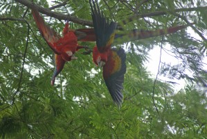 Scarlet Macaws