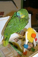 sick parrot