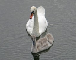 Swans