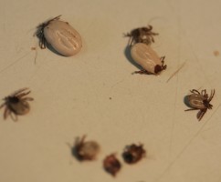 Ticks