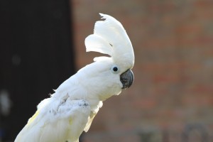 Umbrella Cockatoo