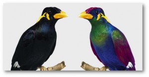 Mynah Birds