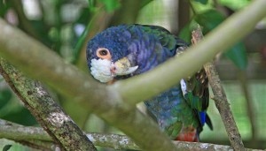 White capped Pionus parrot