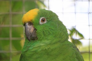 Yellow-fronted Amazon parrot