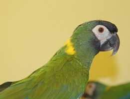 Yellow Naped Macaw