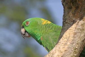 Yellow Naped Amazon