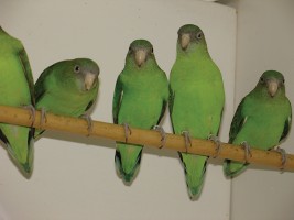 Young ringed birds