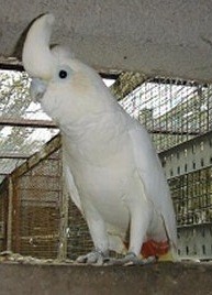 Red Vented Cockatoo
