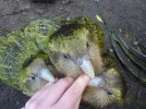 Young Kakapo