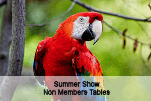 Summer Show Non-members Tables