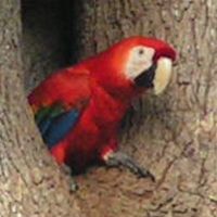 Donation to The Scarlet Macaw in Costa Rica